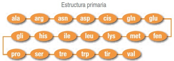 estructura primaria proteinas
