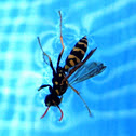 Wasp / Avispa