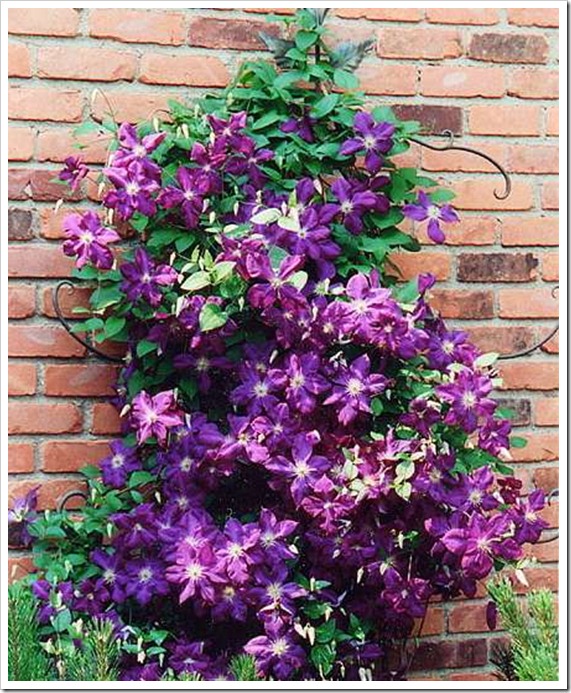 clematis