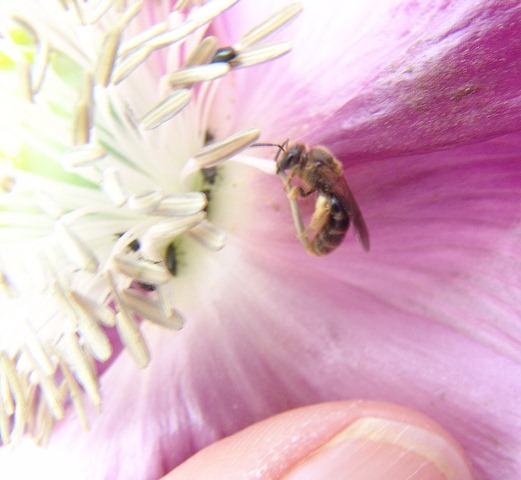 [tinybeeonpoppy7.jpg]