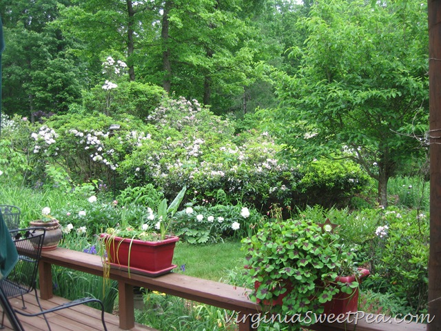 [Raynor5%255B3%255D.jpg]