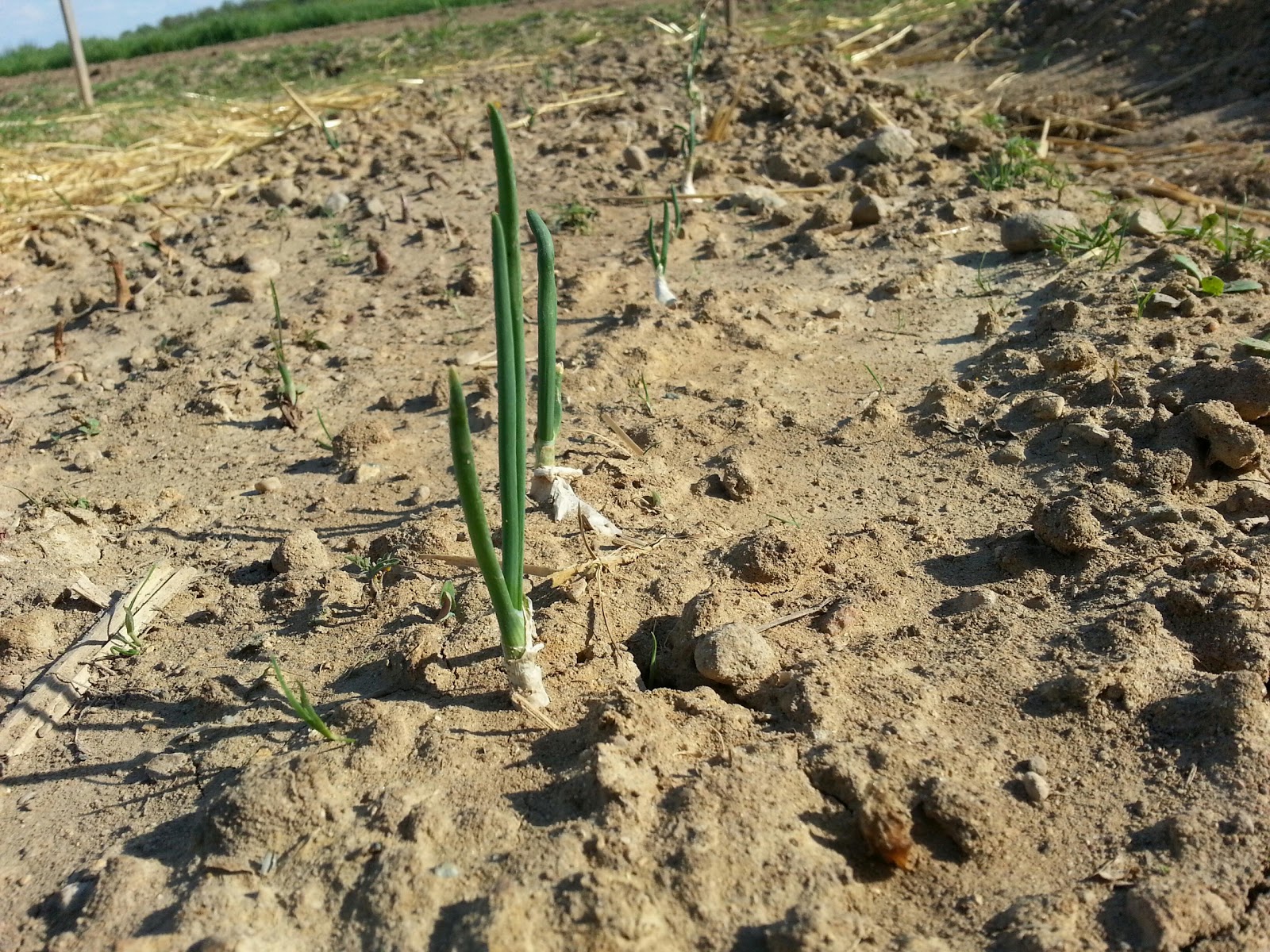 Michigan Veggies Onions on the Rise