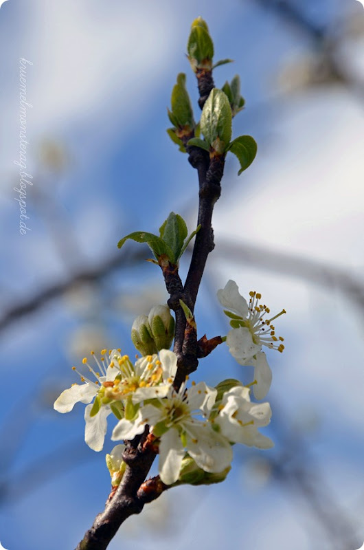 Ostersonntagspaziergang (5)