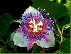 Passiflora maliformis2