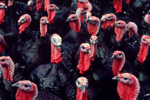 flock-of-turkeys