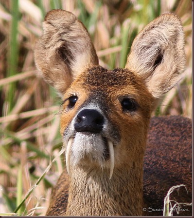 Amazing Animal Pictures Water Deer (1)