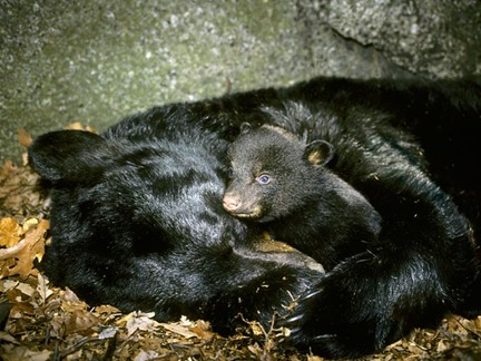 black-bear-hibernation-metabolism-surprises_32353_600x450