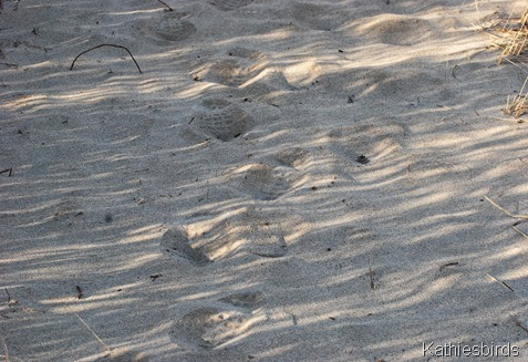 23. footprints-kab