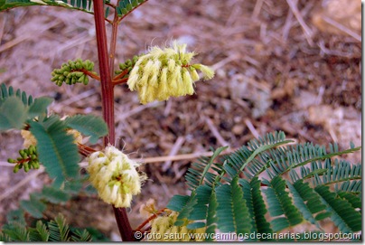 2057 Bosque Faya-Brezal(Mimosa australiana) 2057 Bosque Faya-Brezal(Mimosa australiana)