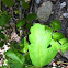 Poison oak