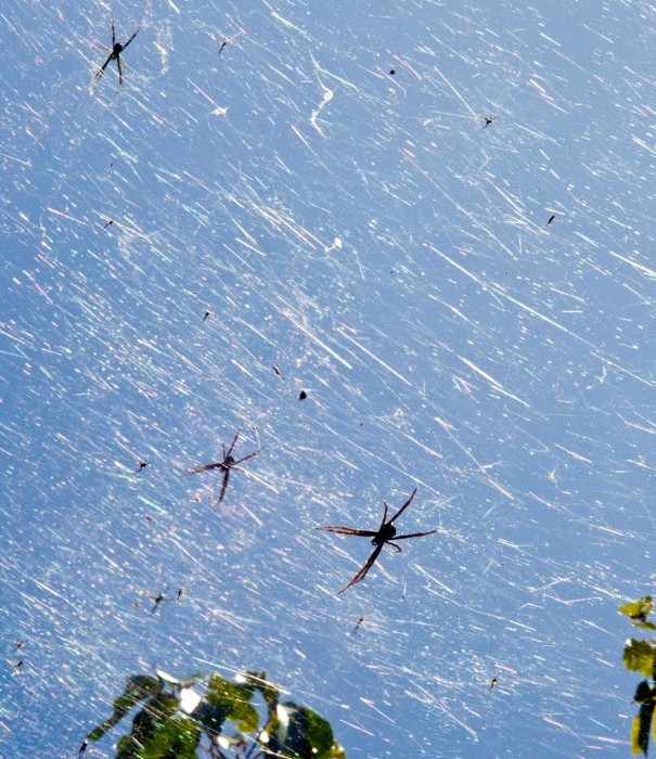 [Guam-spider-explosion-picture%255B4%255D.jpg]