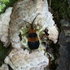 Black-banded Net-wing