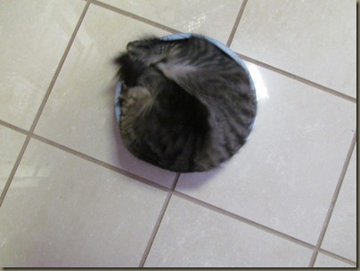 Baxter in water bowl