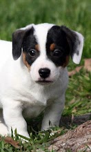 Jack Russell Terriers Wallpap APK Download for Android