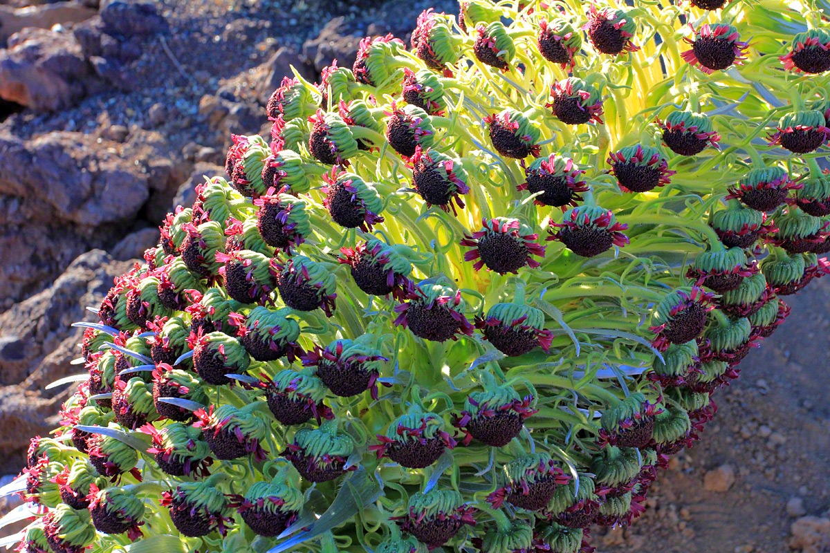 [130710_Haleakala_silversword_0386.jpg]