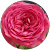 Rosemary Therriault Rosemary Therriault