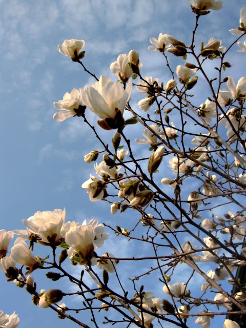 [magnolia%2520redigert%255B4%255D.jpg]