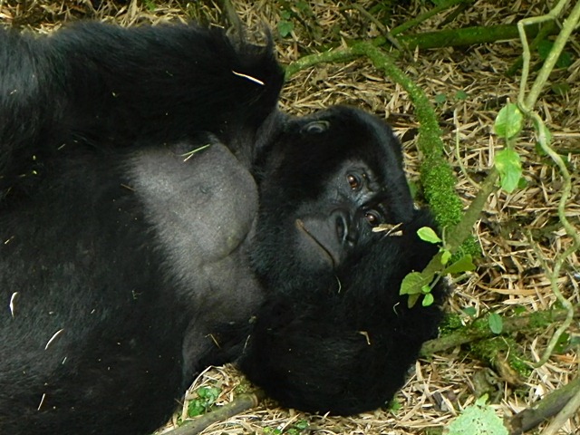 [Rwanda_Gorillas-123.jpg]