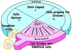 cell cycle (2)