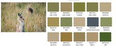 kangaroo3 colour palette kangaroo3 colour palette