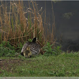 Malmö - Gänse im Slottsparken