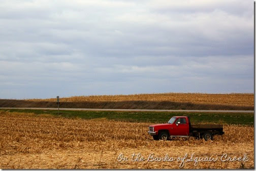 fall corn field