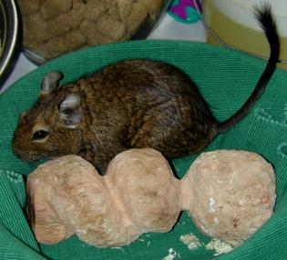 degu1_1.jpg