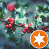 Holly J. Avatar