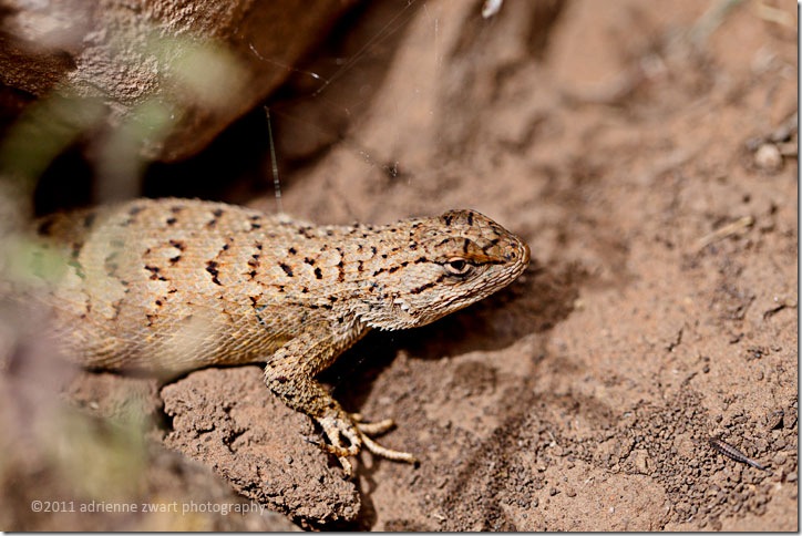 Northern Plateau Lizard brown lizard