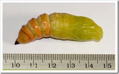 Acherontia lachesis-20120118_DN46