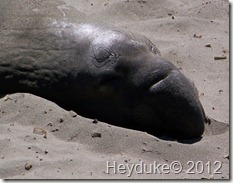 Elephant Seal - face only a mother could love