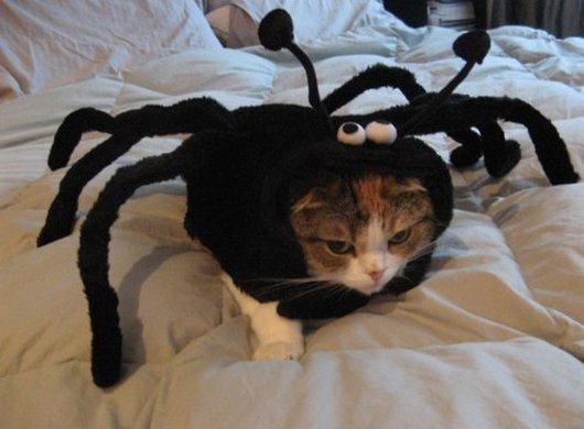 [animales%2520disfrazados%2520%252811%2529%255B3%255D.jpg]