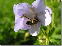 včely na květu a matečniky 071