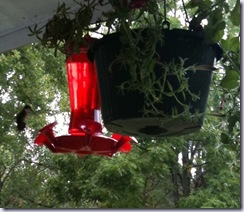 hummingbirds twelve