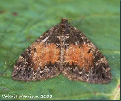 common-marbled-carpet (3)