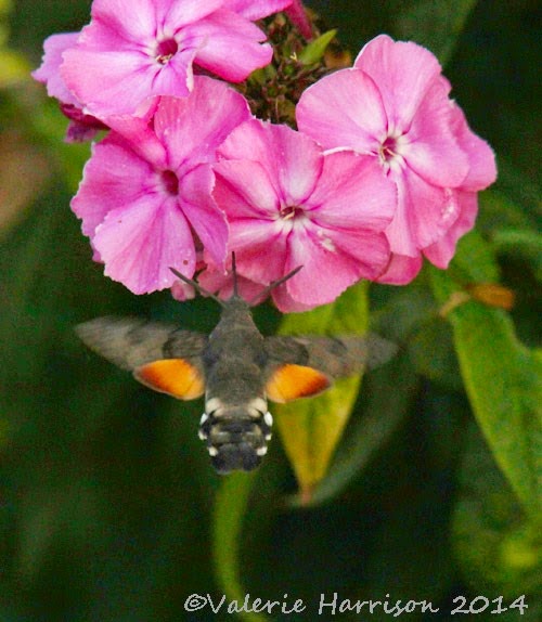 [Hummingbird-hawk-moth%255B6%255D.jpg]