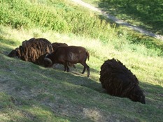2013.08.04-045 moutons d'Ouessant