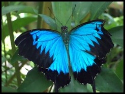 Australia, Kuranda Butterfly Park (5)