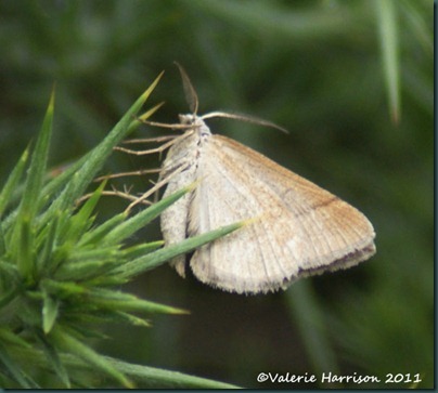 July Belle moth