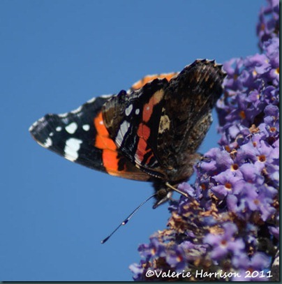 red-admiral-side