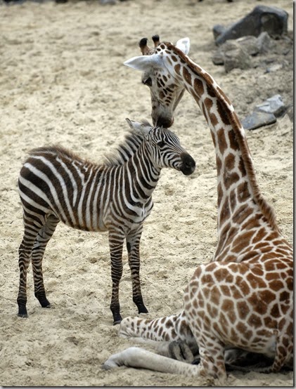 Zebra_Giraffe