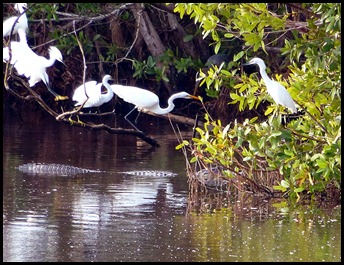 5b - Bike Ride - Marsak Pond Birds and Alligator