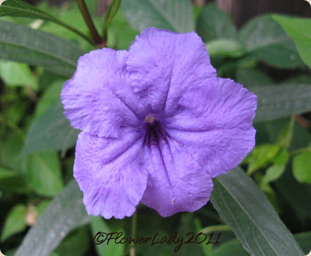 10-08-mexican-petunia