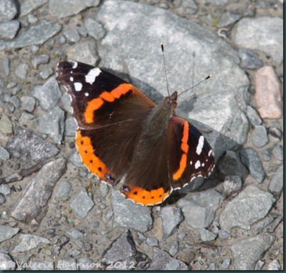 54-red-admiral
