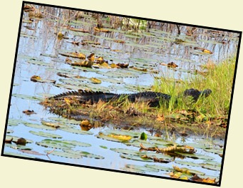 Alligator Sunning