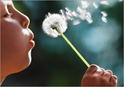 c0 child blowing dandelion seeds into the air