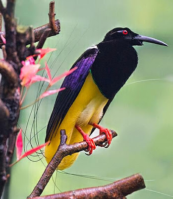 Bird of paradise (burung surga) bird of paradise