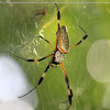 Golden Orb-web Spider (female and male)