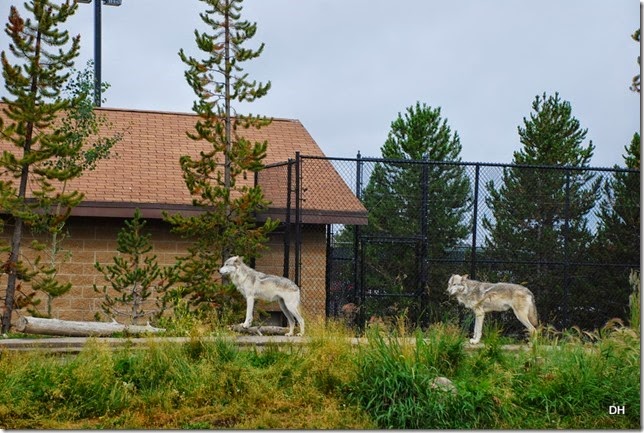08-06-14 Grizzly and Wolf Discovery Center (203)