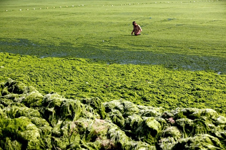 algae-china-beach-2